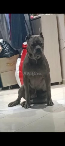 CANE CORSO 