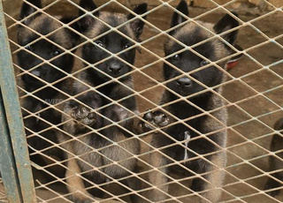 Magnifiques chiots Malinois à vendre