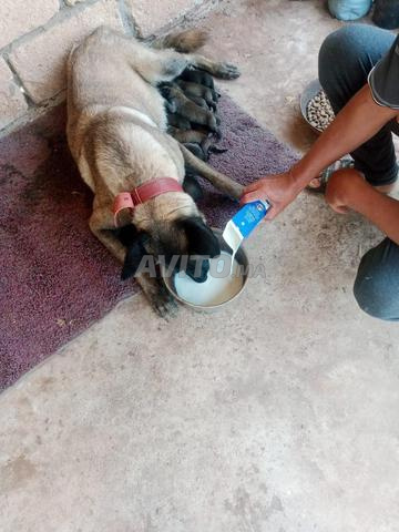 Magnifiques chiots Malinois à vendre - 2