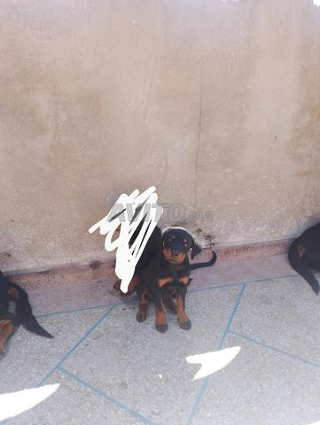 femelle rottweiler purs race 