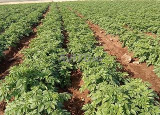 Terrain à vendre 3.9 hectares près d'El Jadida