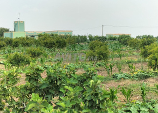 Terrain à vendre 3,9 hectares près de El Jadida