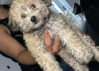 bichon havanais femelle