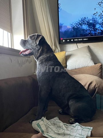 Cane Corso femelle