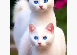 طنجه حي اشناد