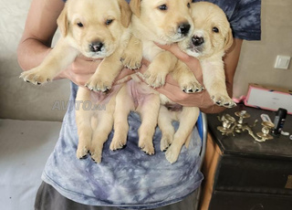 des chiots labrador