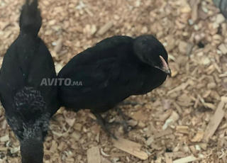 poussins mélange de races (khalit)