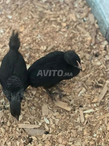 poussins mélange de races (khalit)