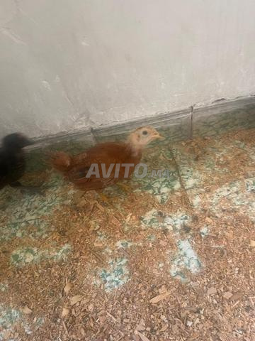 poussins mélange de races (khalit) - 2