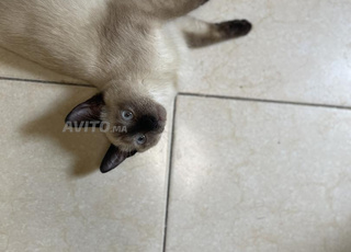 siamese cat 