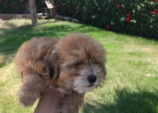 Caniche bichon maltais 