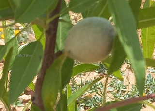 هكتار للبيع عين الصفا 