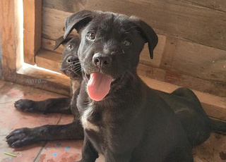 Cane Corso/ Malinois 