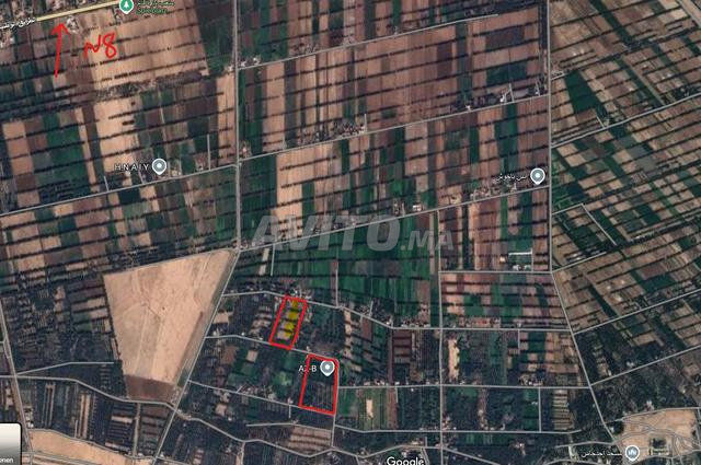 Un terain agricole de plus de 5 ha avec l'olivier