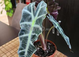 نبتة ألوكاسيا - Alocasia Plant