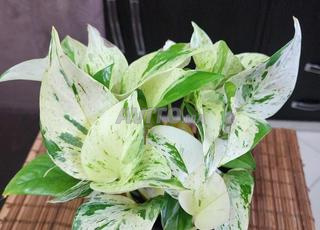 ماربل كوين 👑 … نبتة نادرة وساهلة فالعناية