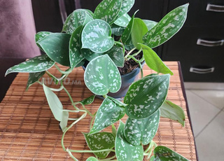 نباتات صغيرة تأثير كبير في ديكور