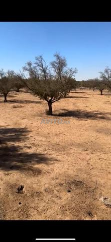 Terrain pour villa route amizmiz