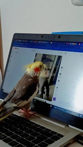 كالوبسيت او طائر الكوكتيل 