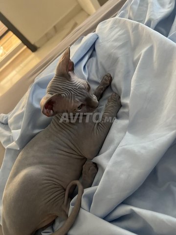 chat SPHYNX 