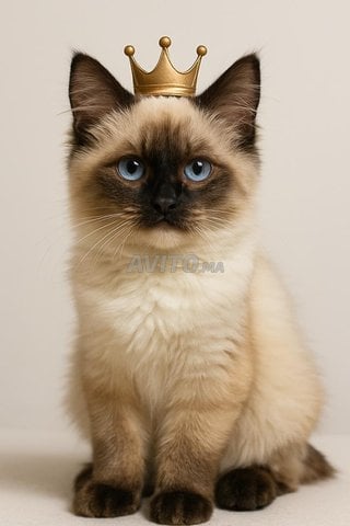 Chaton Ragdoll 