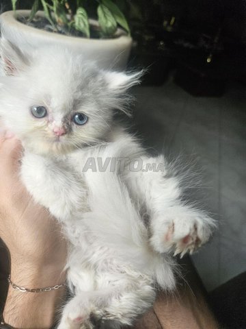 chats persan pur race