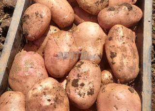 FRAICHE RECOLTE POMME DE TERRE OULED ZIANE