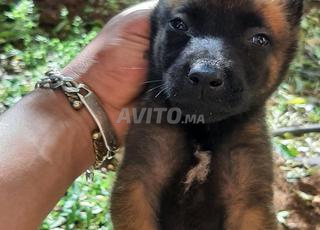 malinois charbonne pure race