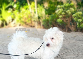 Chien 🐶 bichon maltais 