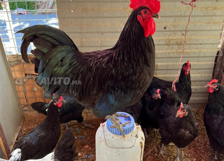 دجاج أسترالورب 