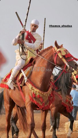 cheval arabe barbe
