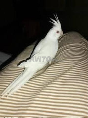 Couple calopssite bien dressé - 2