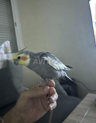 Couple calopssite bien dressé