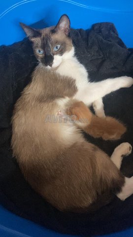 chat siamois croisé et son bebe