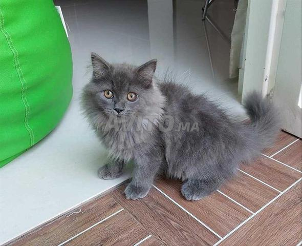 british longhair croisée femelle 7mois
