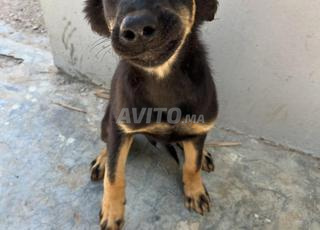 كلاب  مڤكسين و كولشي لي بغا شي وحد مرحبا