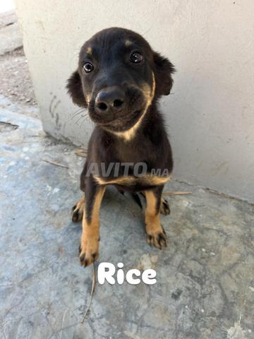 كلاب  مڤكسين و كولشي لي بغا شي وحد مرحبا