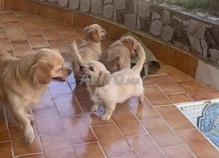 les chiens ont deux mois