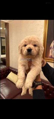 photo réelle Golden retriever 