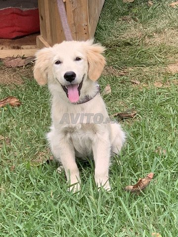  golden retriver chiot femelle  a vendre 