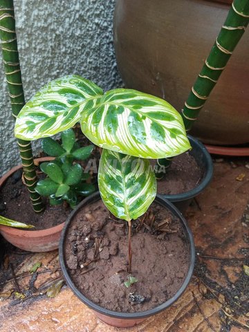 Plantes Naturelles 