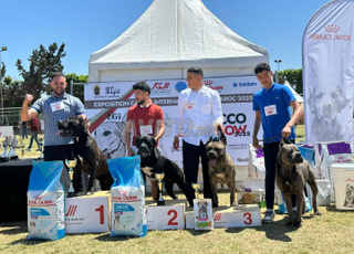 Cane corso pure race 