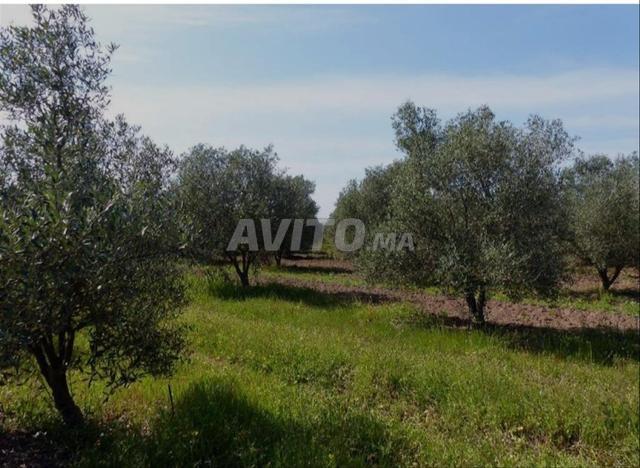 Terrain agricole 1 hectare titre