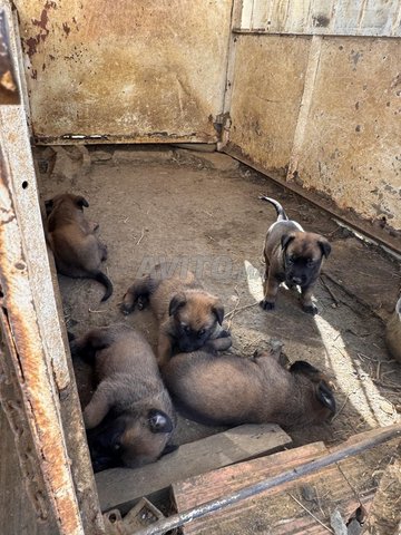 chiots malinois charbonnier 