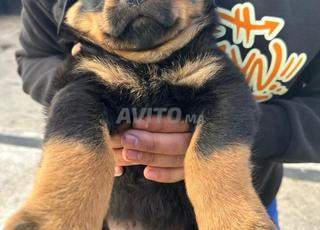 chiots rotweiller 