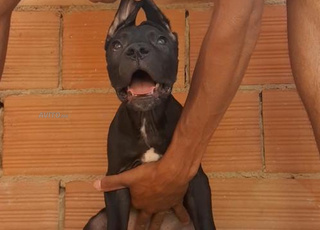 wlidat cane corso lbi3 Li bgha chi haja mrehba