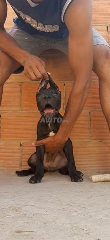 wlidat cane corso lbi3 Li bgha chi haja mrehba