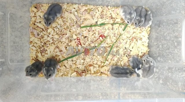 russian dwarf hamster