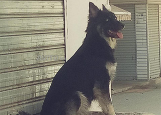 chien de race Berger Finnois