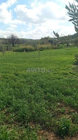 هكتار محفظ للبيع 45 مليون قابل للنقاش